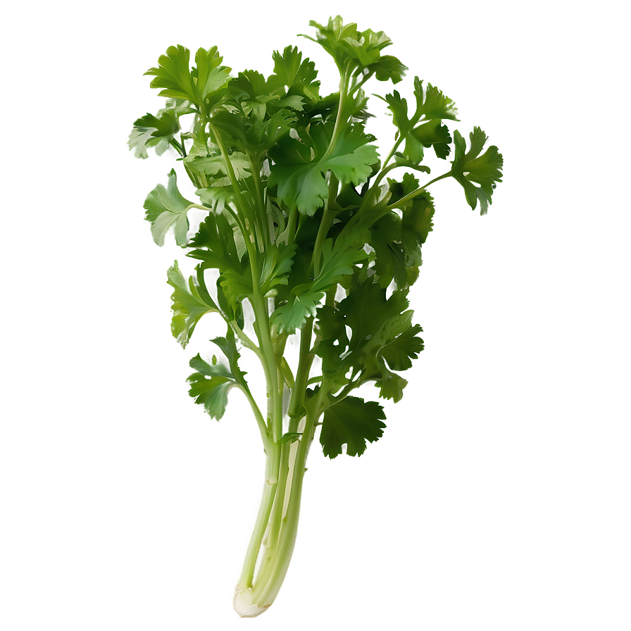 Cilantro In Garden Png Jya PNG