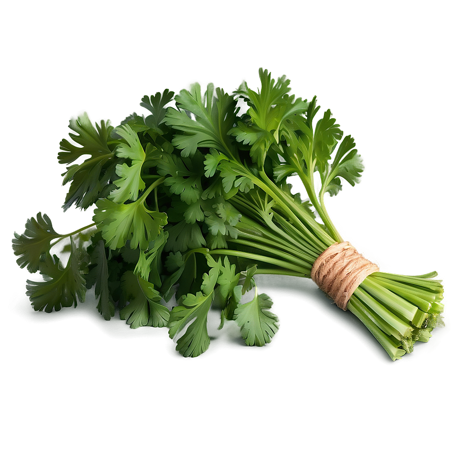 Cilantro Recipe Ingredient Png Dpf79 PNG