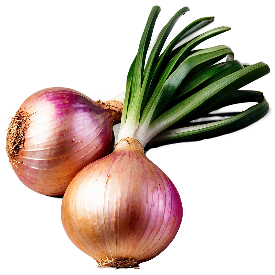 Download Cipollini Onion Bunch Png Tch | Wallpapers.com