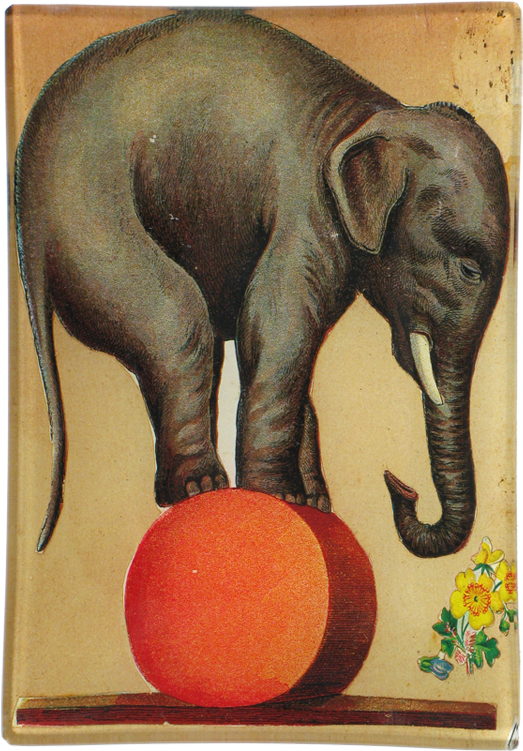 Circus_ Elephant_ Balancing_on_ Ball PNG