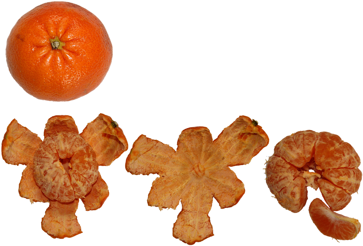 Citrus Fruit Progression PNG