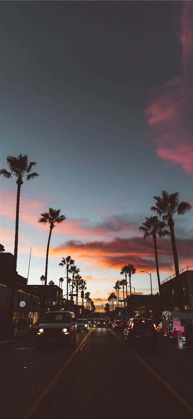 Palm City Sunset Iphone Wallpaper