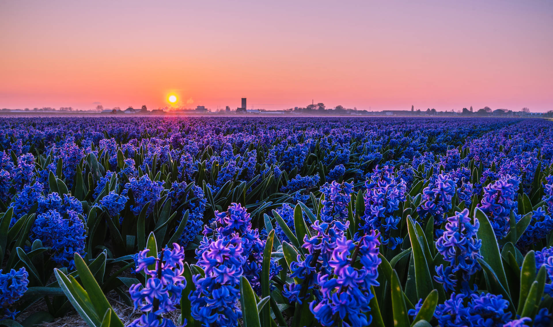 Cityscape Hyacinth Flower Field Wallpaper