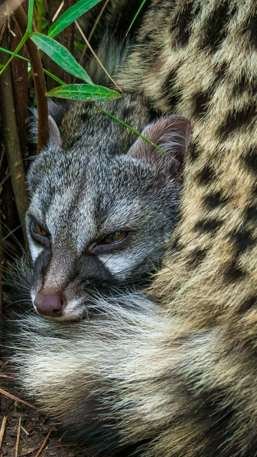 Civet Cat Restingin Nature.jpg Wallpaper