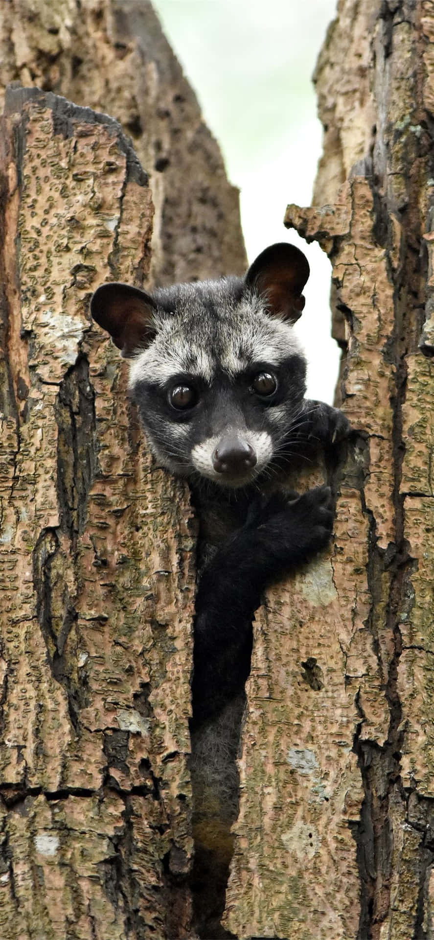 Civet Peeking From Tree Wallpaper