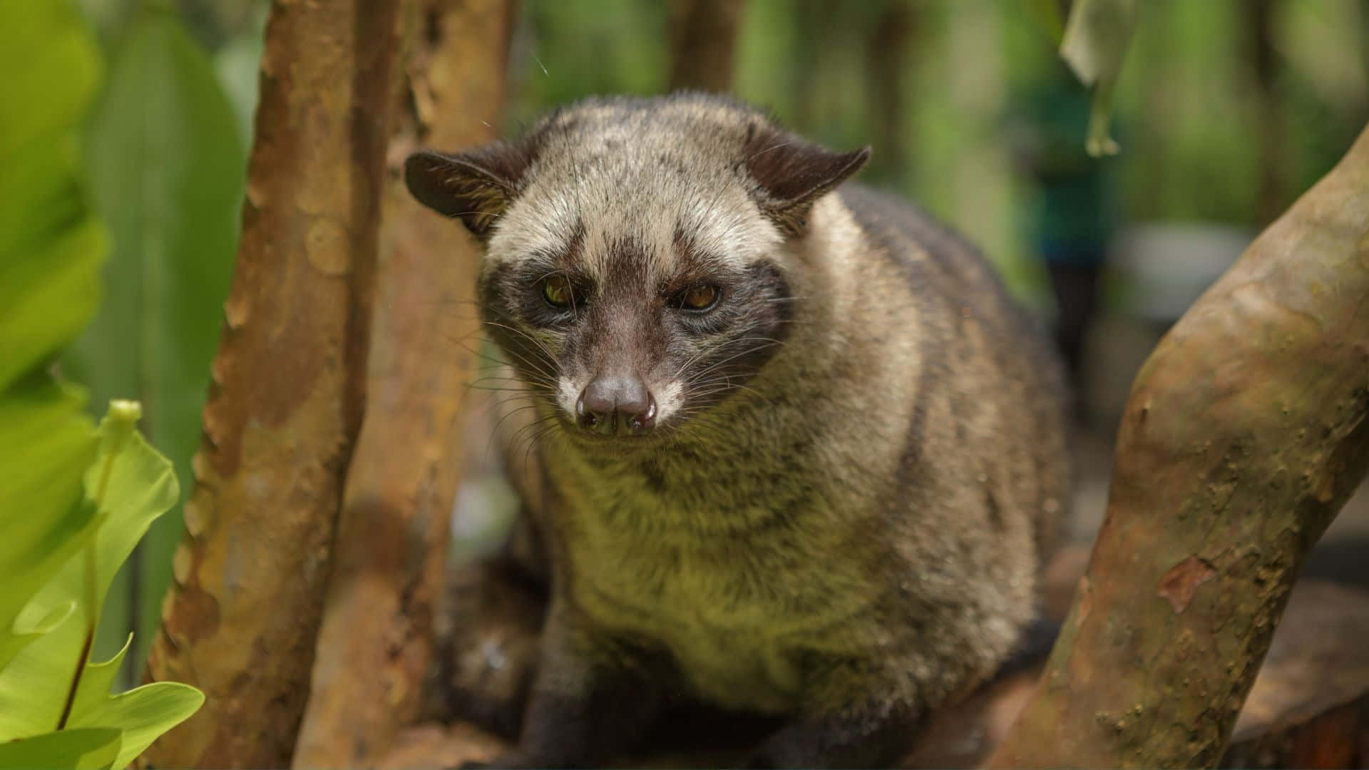 Civet Di Habitat Alami Wallpaper