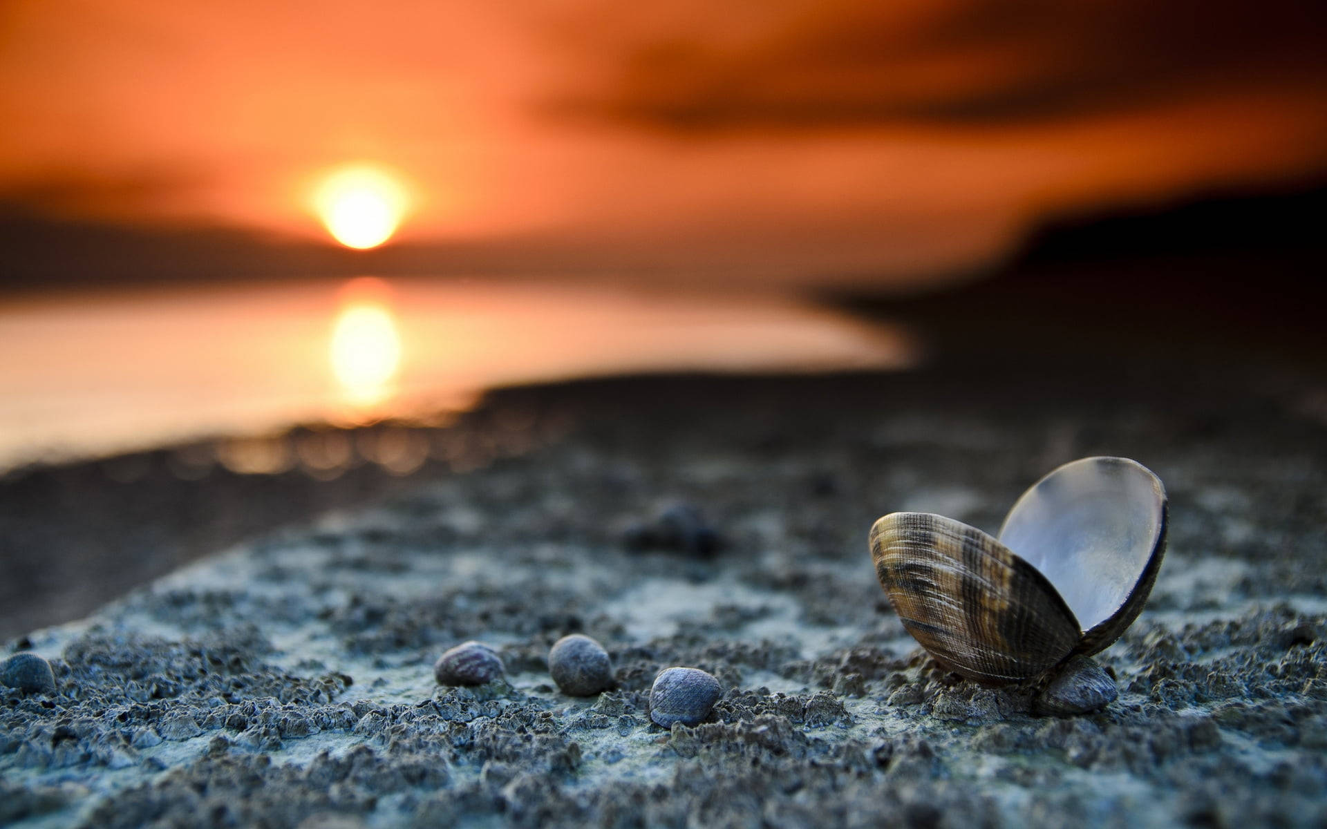 Clam By The Beach Sunser Wallpaper