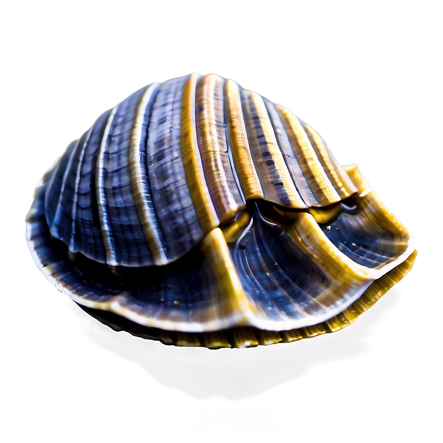 Clam In A Deep Dive Png 05242024 PNG