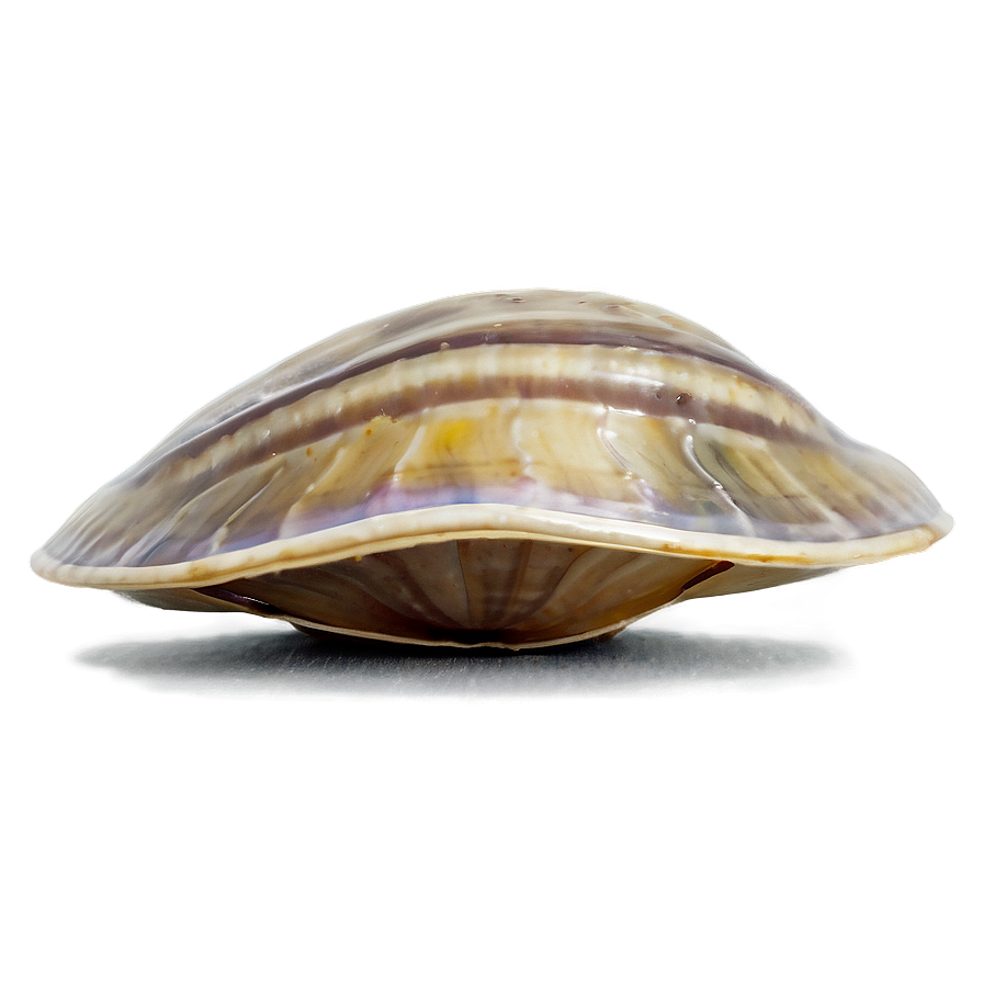 Clam In A Deep Dive Png Lvn PNG