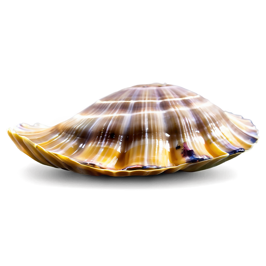 Download Clam In Marine Life Png Rkr90 | Wallpapers.com