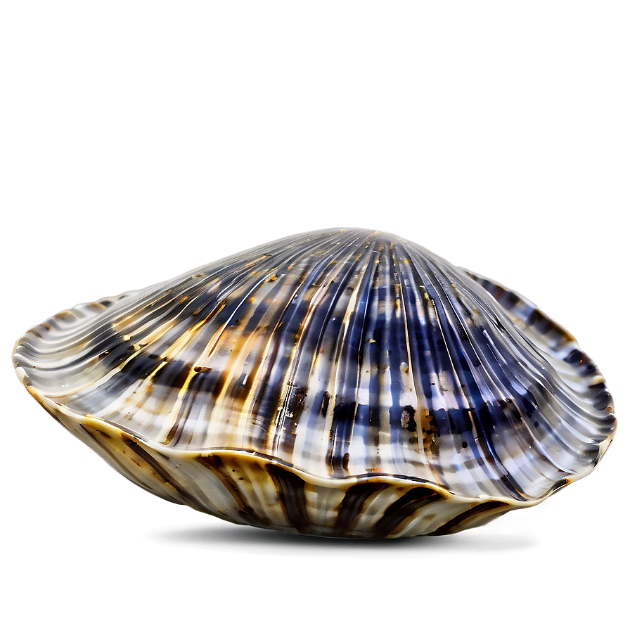 Clam In Nautical Theme Png 05242024 PNG