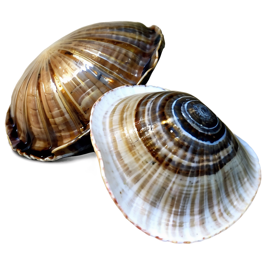 Clam In Nautical Theme Png Yoc PNG