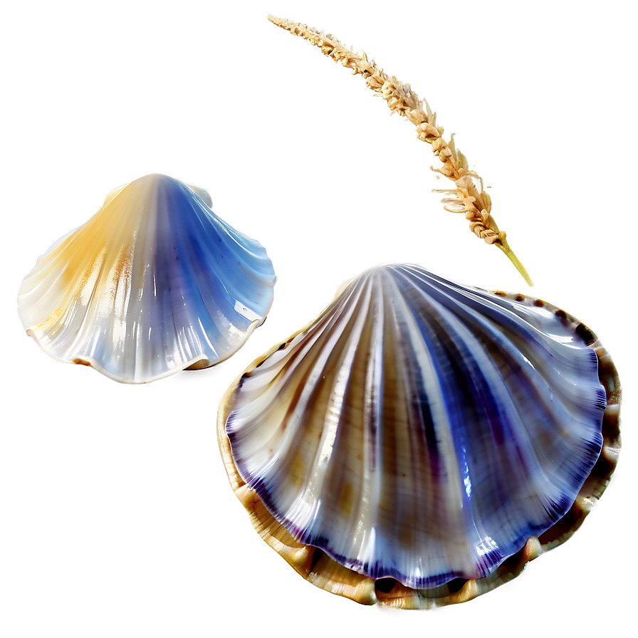 Clam In Seashell Collection Png 71 PNG