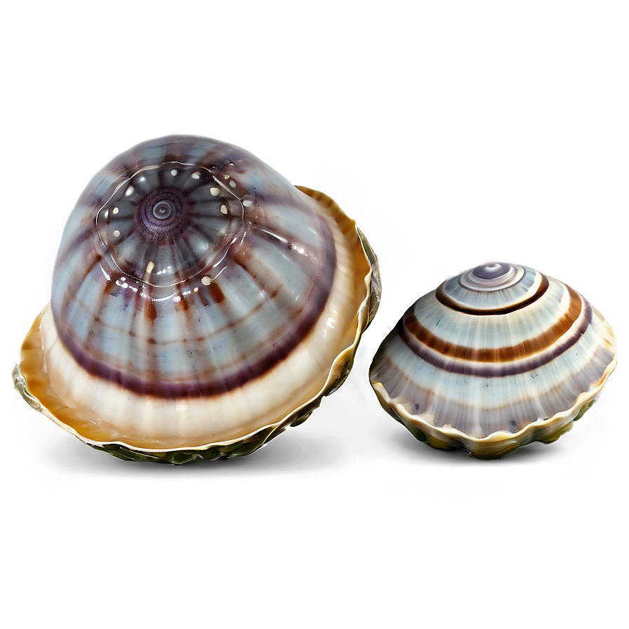Clam In Seashell Collection Png Rrw PNG
