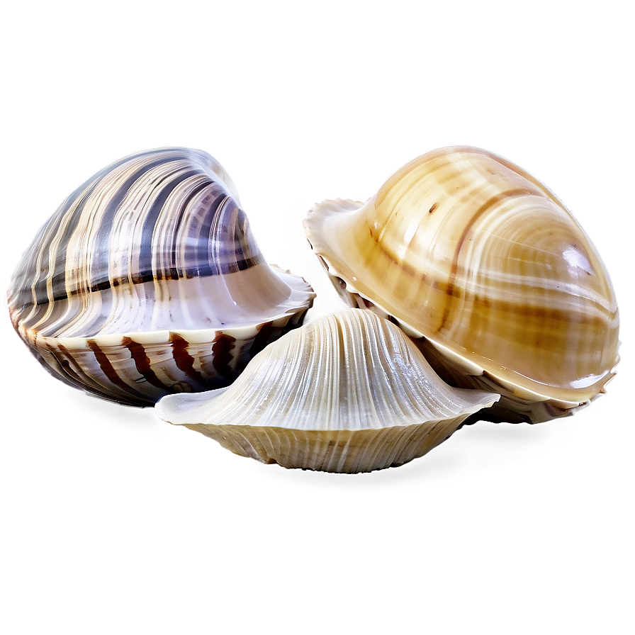 Clam In Seashell Collection Png Sdj21 PNG