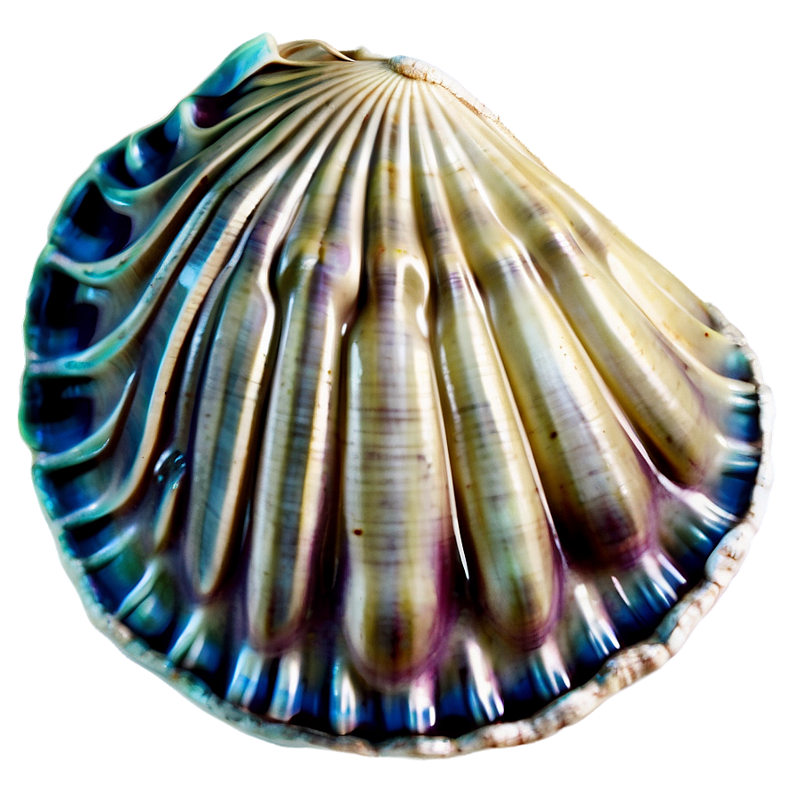 Clam In Vintage Sea Map Png 05242024 PNG