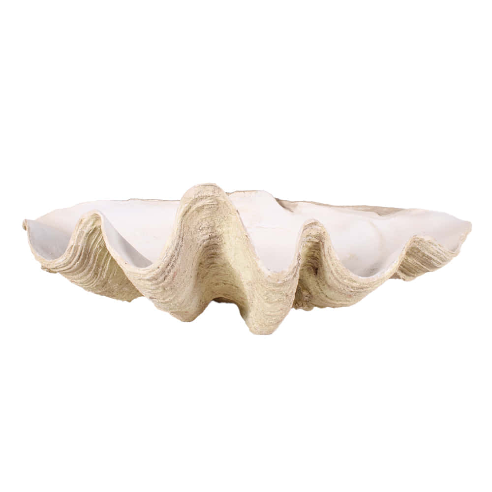 “A beautiful clam shell on a sandy beach” Wallpaper