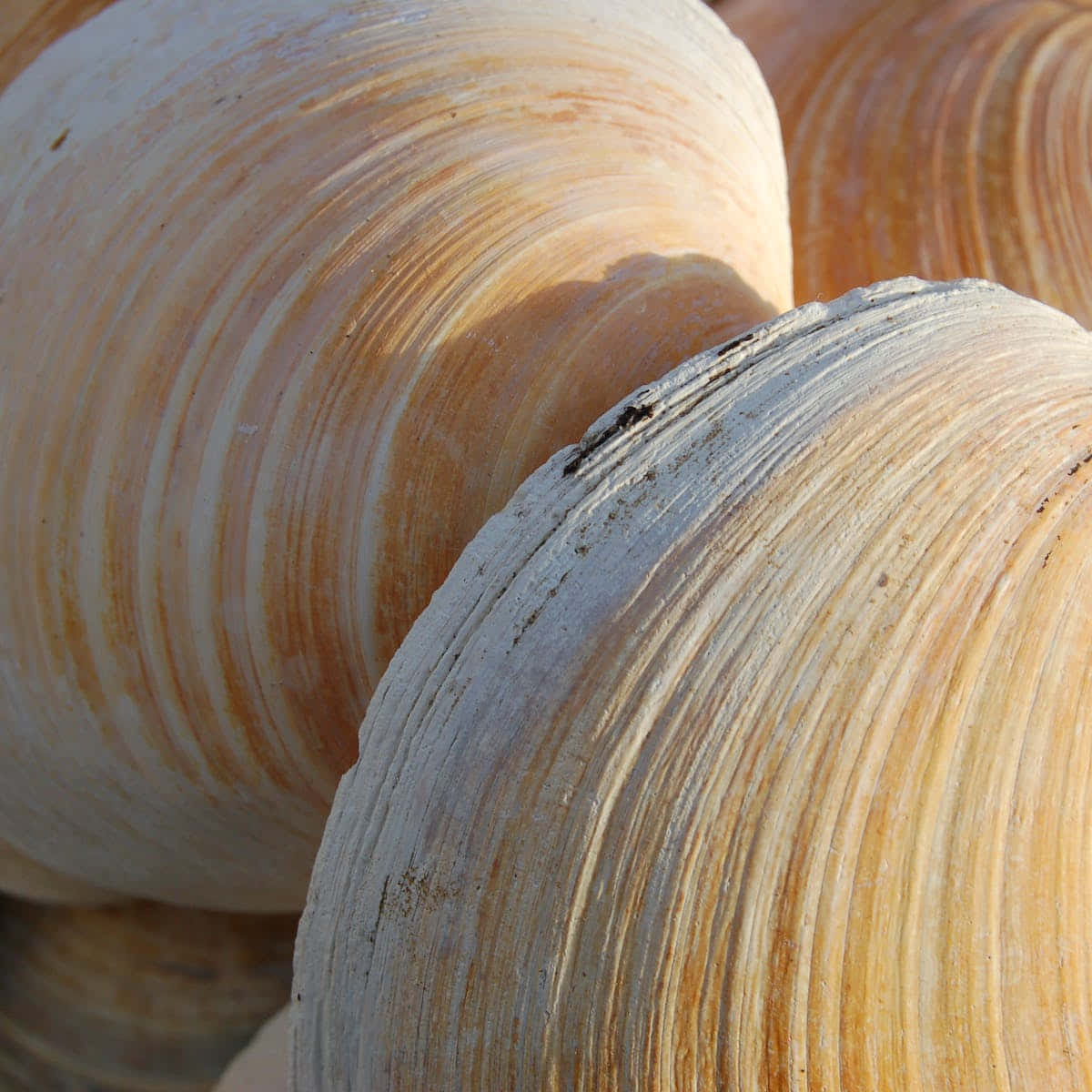 A Clam Shell on a Beach Wallpaper