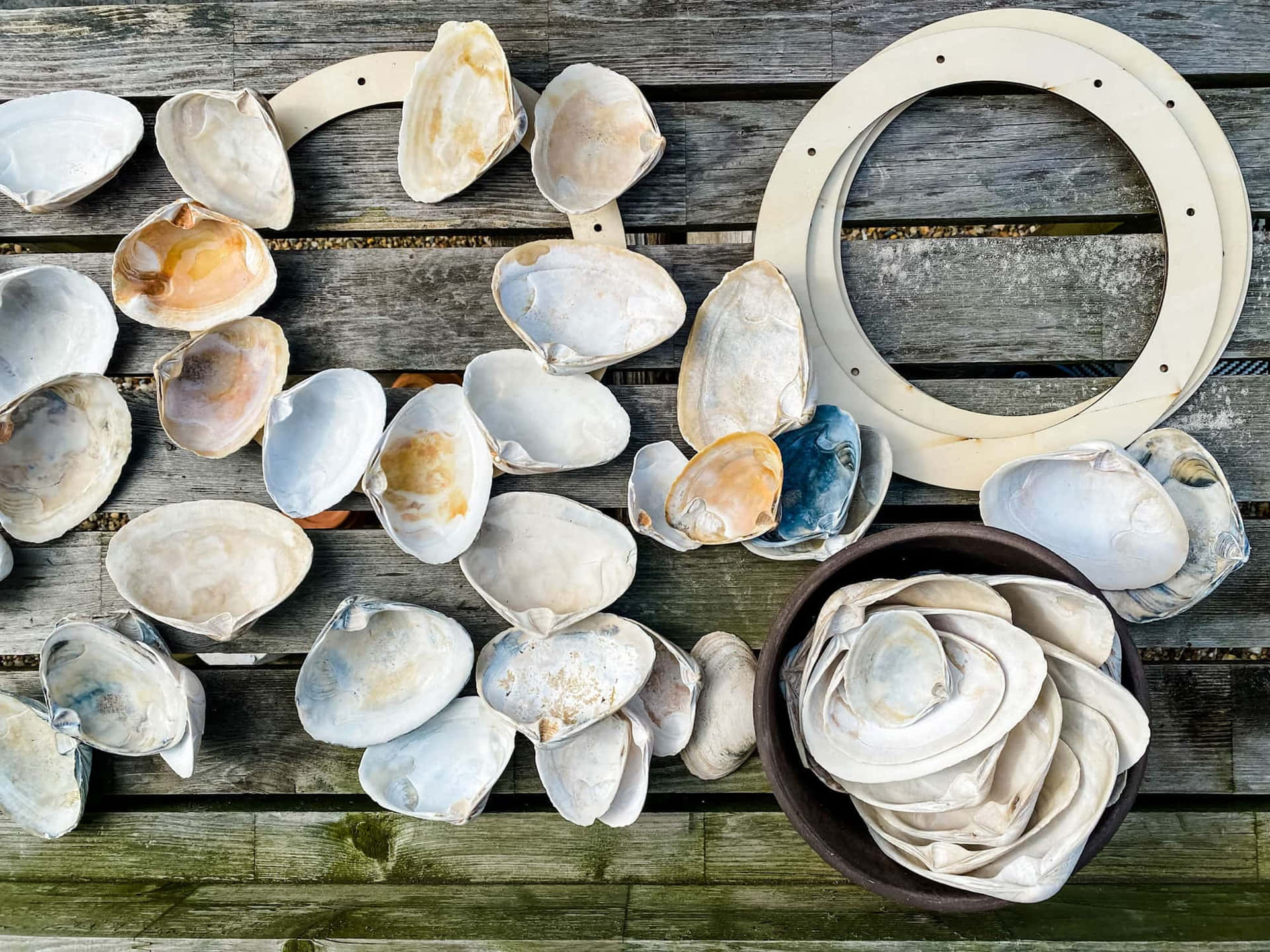 Uncover unexpected treasures with a Clam Shell Wallpaper