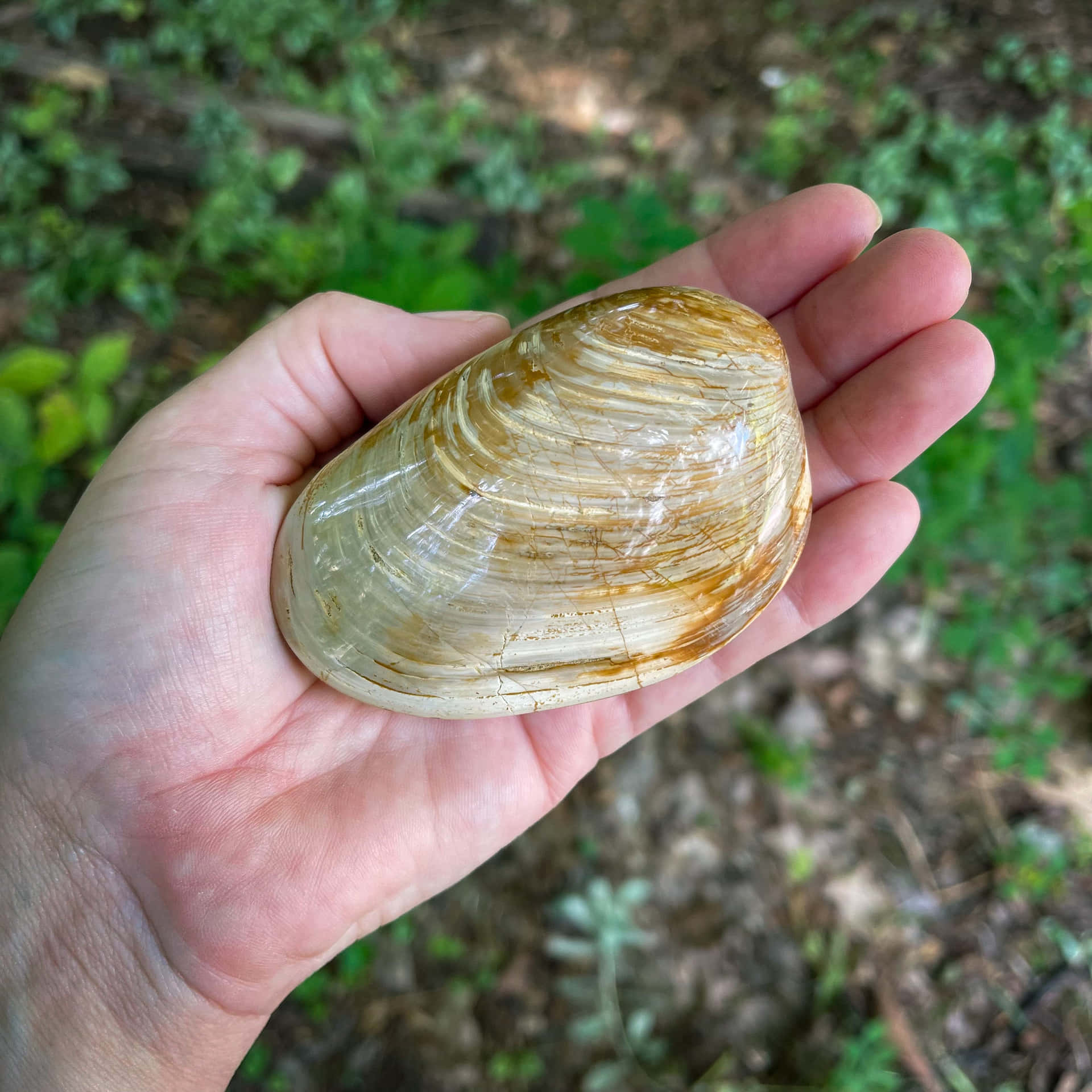 A closeup of a clam shell resting in a sandy beach. Wallpaper