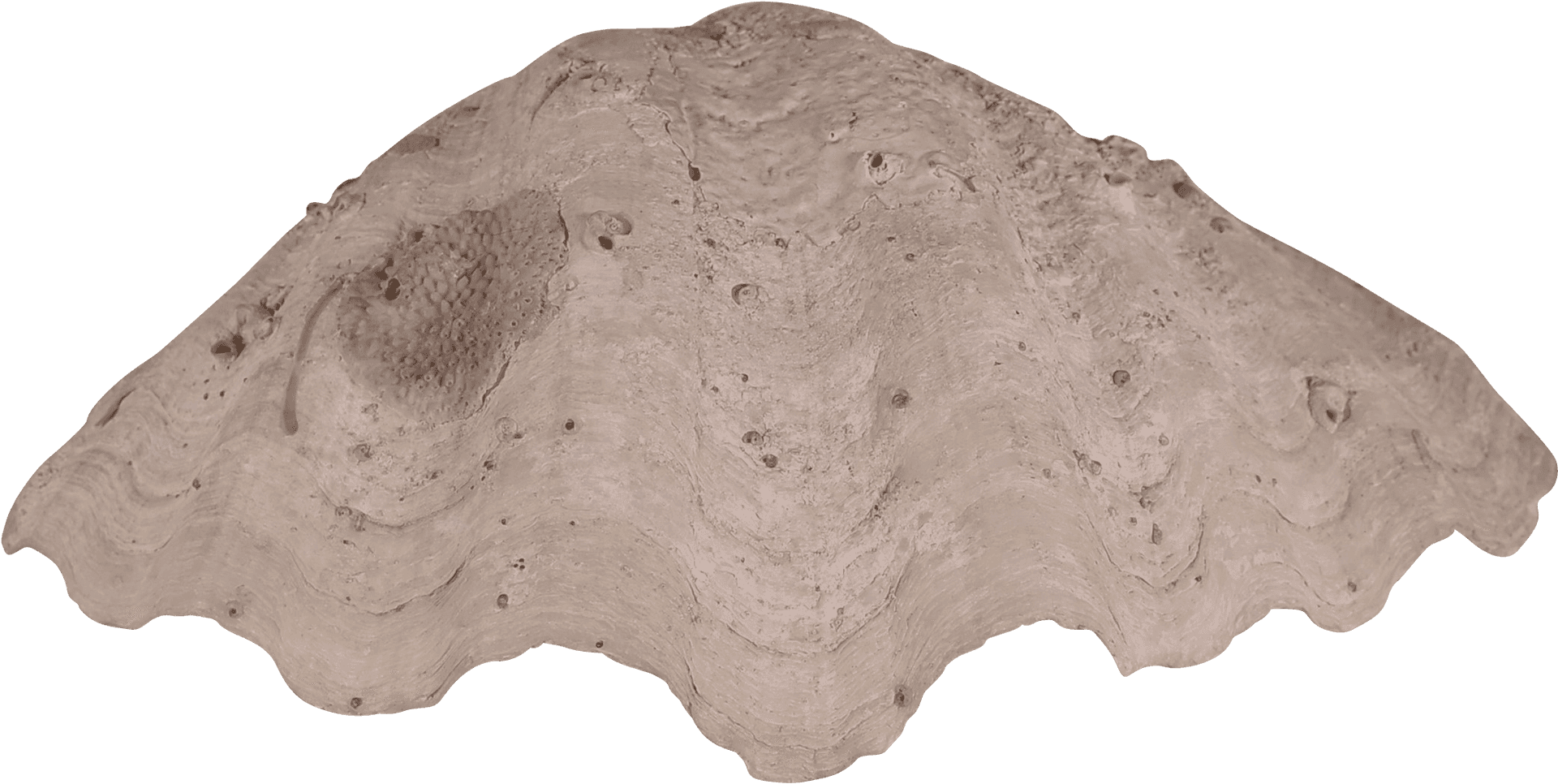 Download Clam Shell Texture 