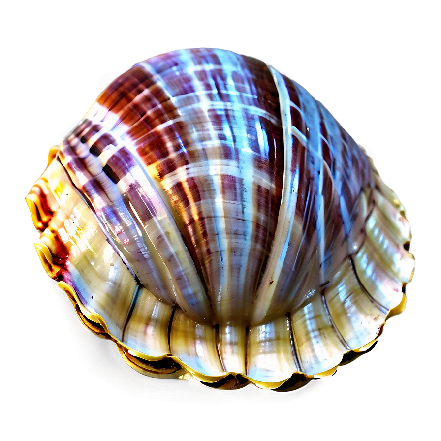 Download Clam Shell Vector Png 05212024 | Wallpapers.com