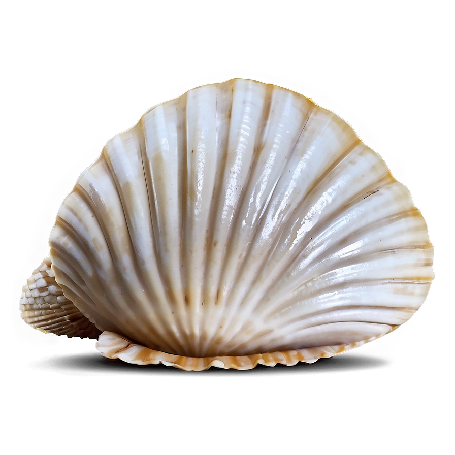 Clam Shell Vector Png Qiy67 PNG