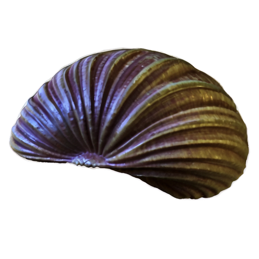 Clam Silhouette Png Ksl PNG