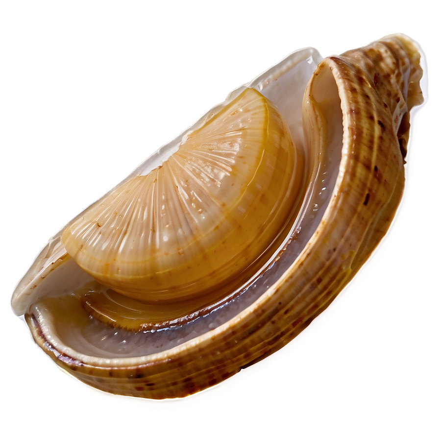 Clam With Lemon Slice Png Axo PNG