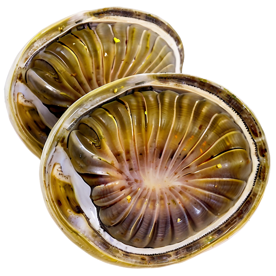 Clam With Lemon Slice Png Ema PNG