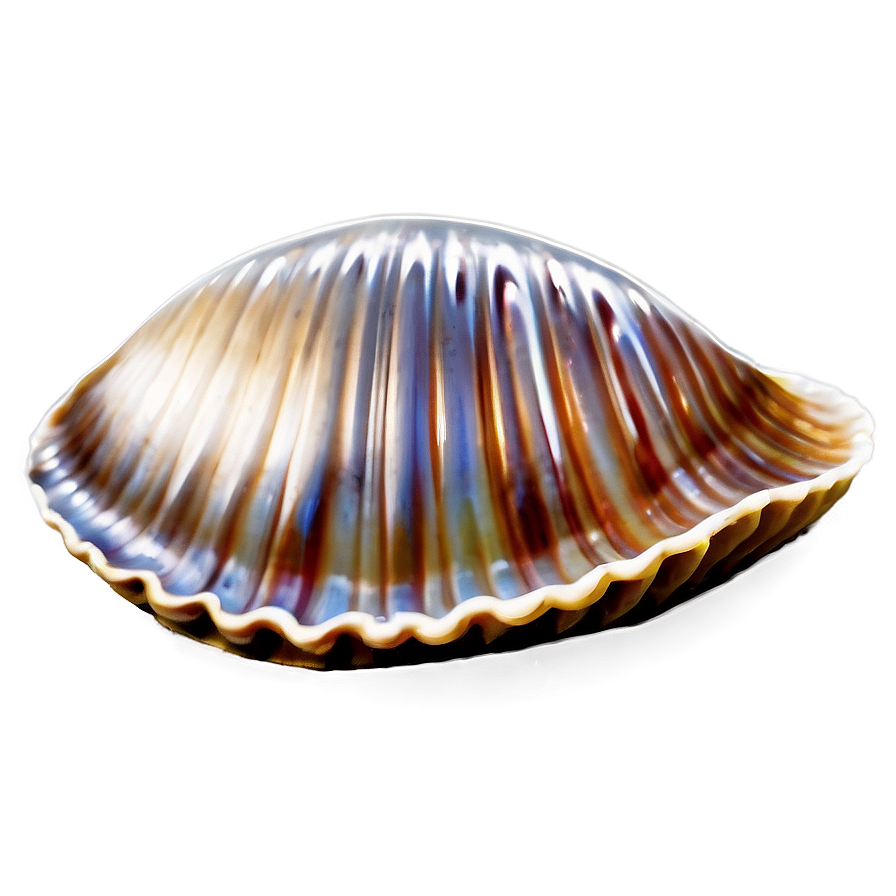 Clam With Shiny Pearl Png 05242024 PNG