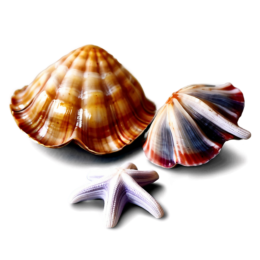 Clam With Starfish Png Eya PNG