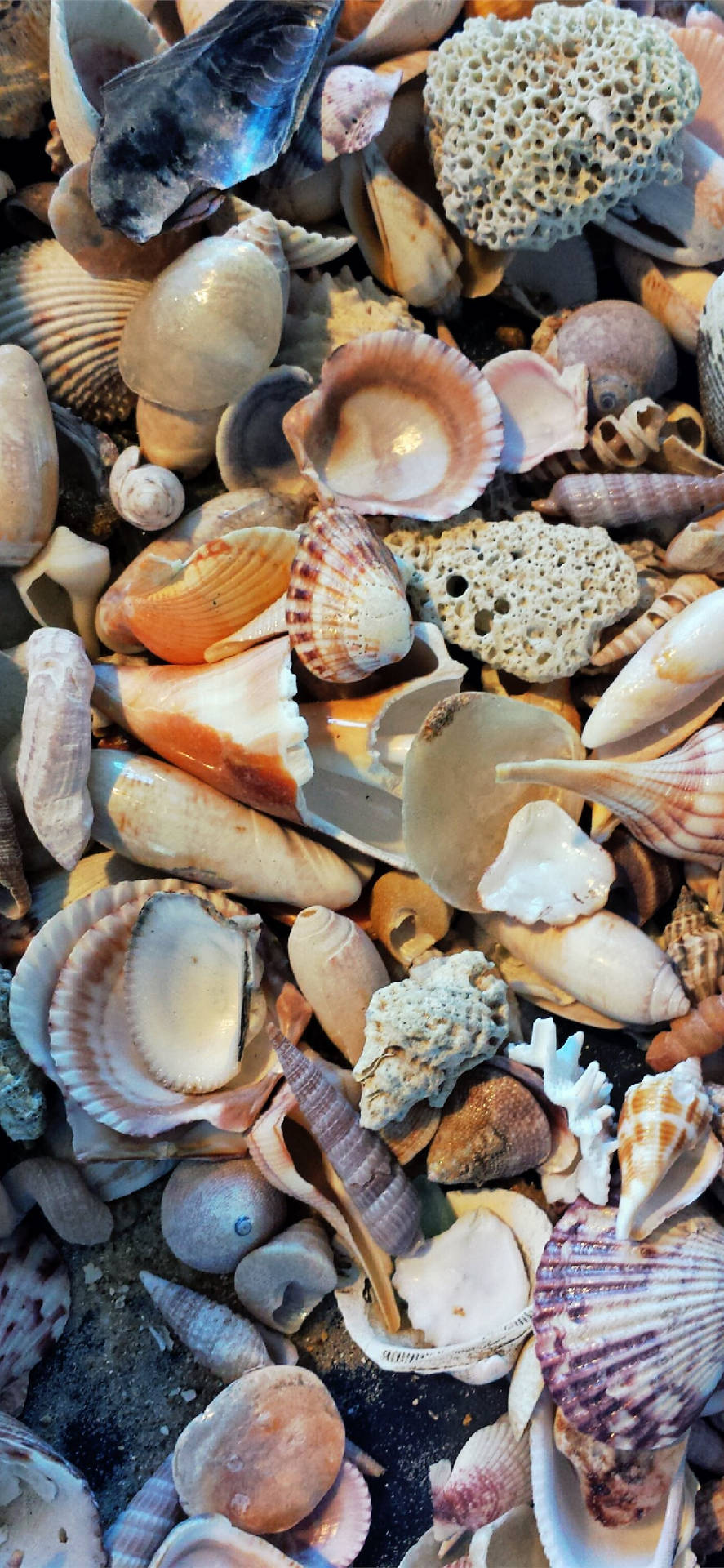 Clams With Assorted Seashells Wallpaper