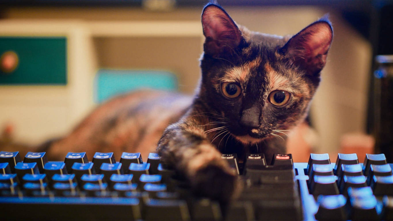 Classic Black Keyboard With Cat Wallpaper