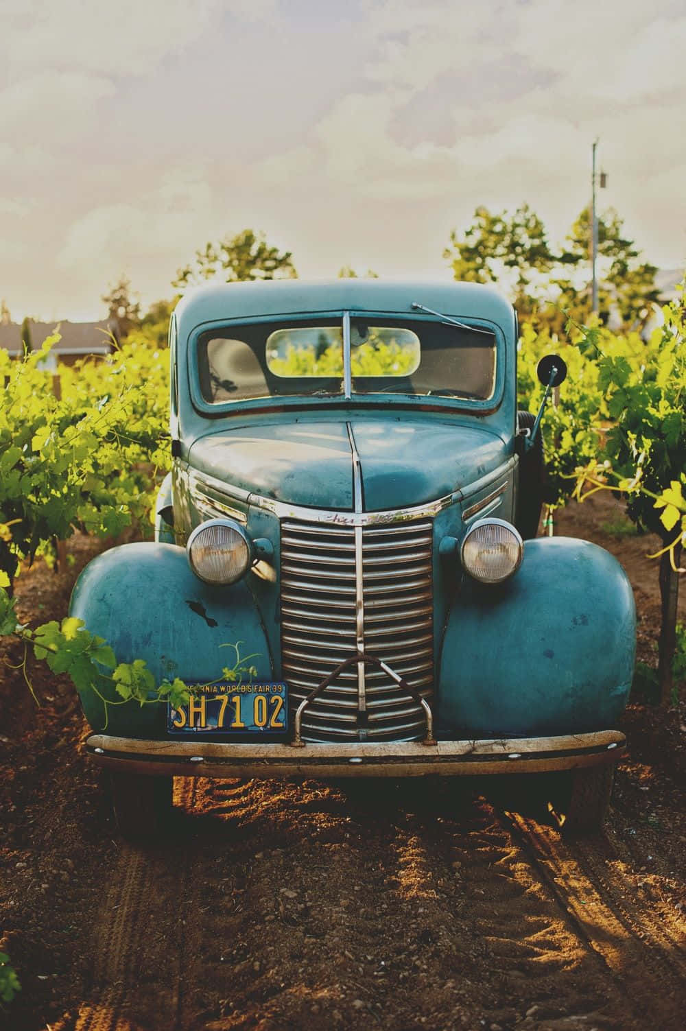 En gammel blå bil parkeret i et vinmark Wallpaper