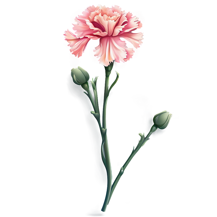 Classic Carnation Flower Vector Png 06252024 PNG