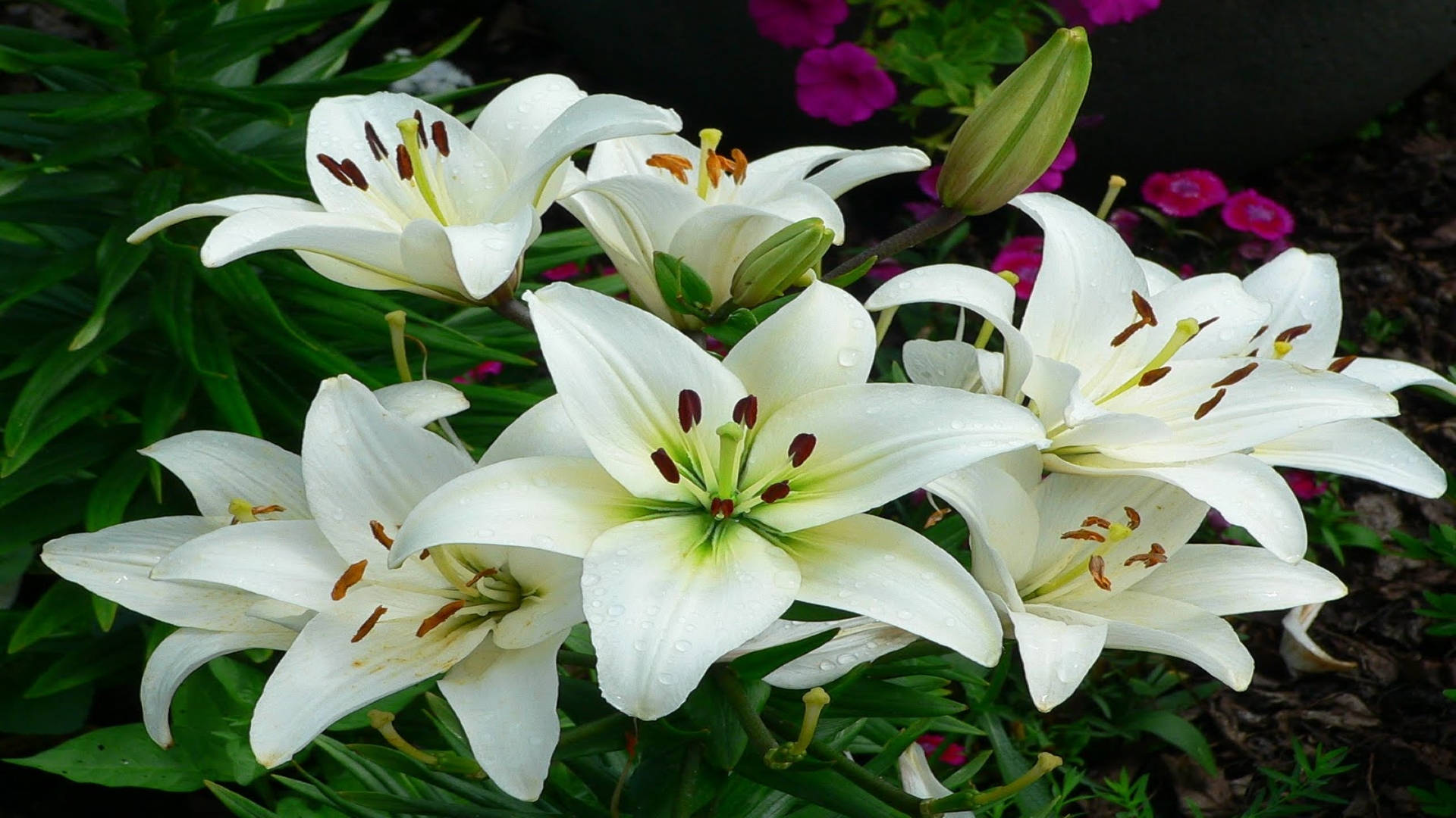 Classic White Lily Flowers Wallpaper