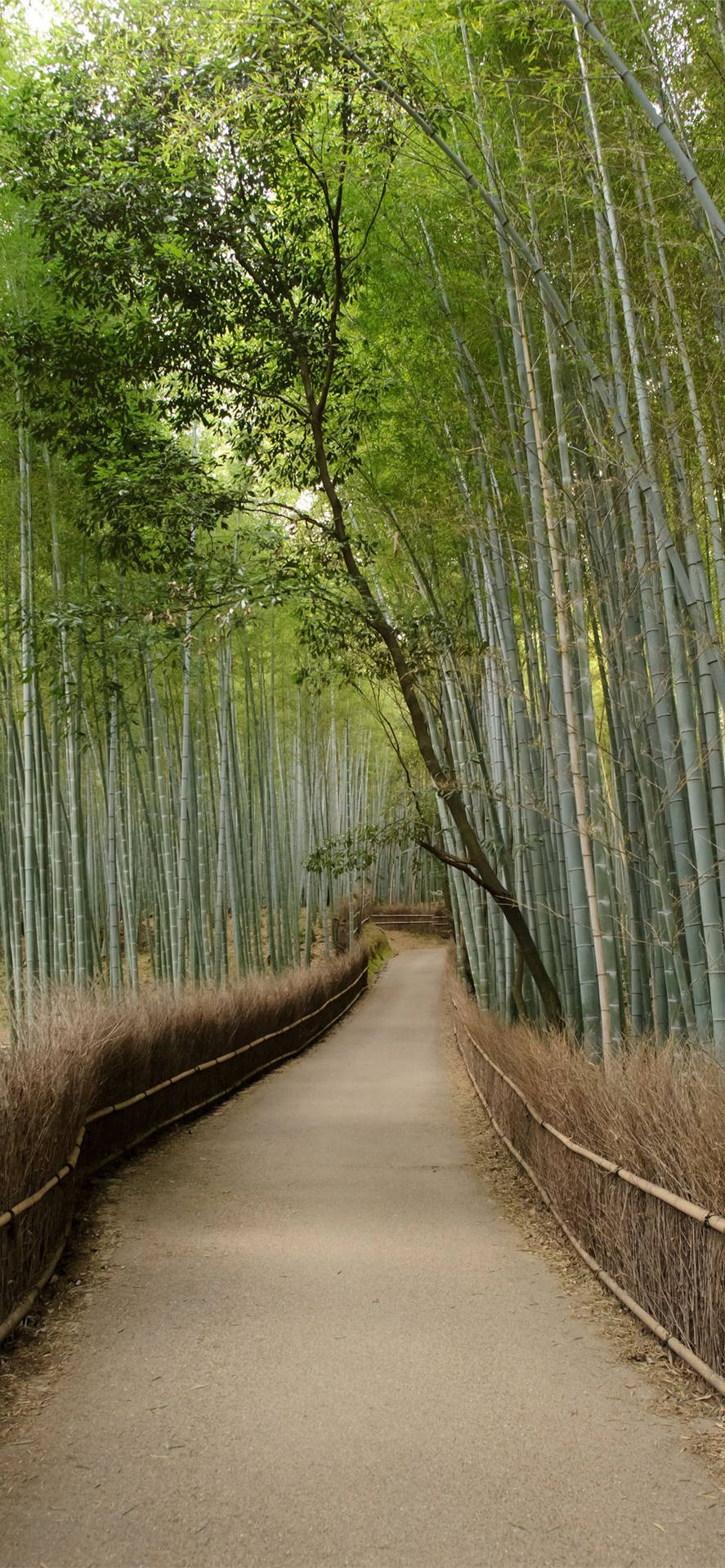 Clean Bamboo Pathway IPhone Wallpaper