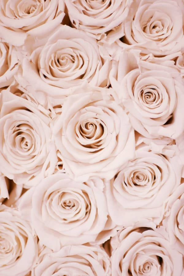 Clean Vintage Flower Aesthetic Roses Wallpaper