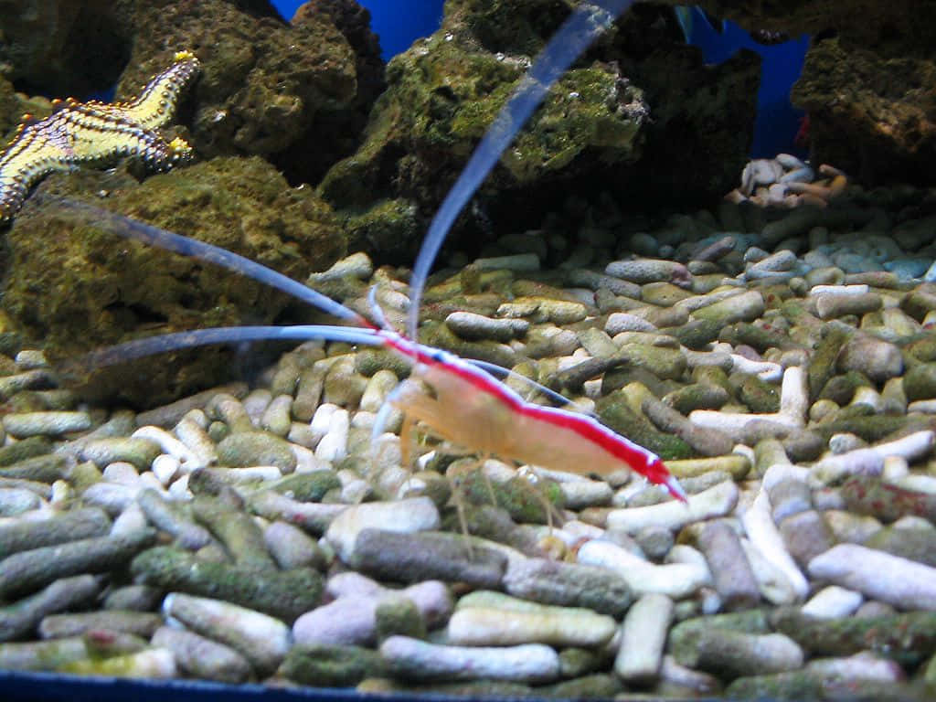 Cleaner_ Shrimp_in_ Aquarium_ Setting.jpg Wallpaper