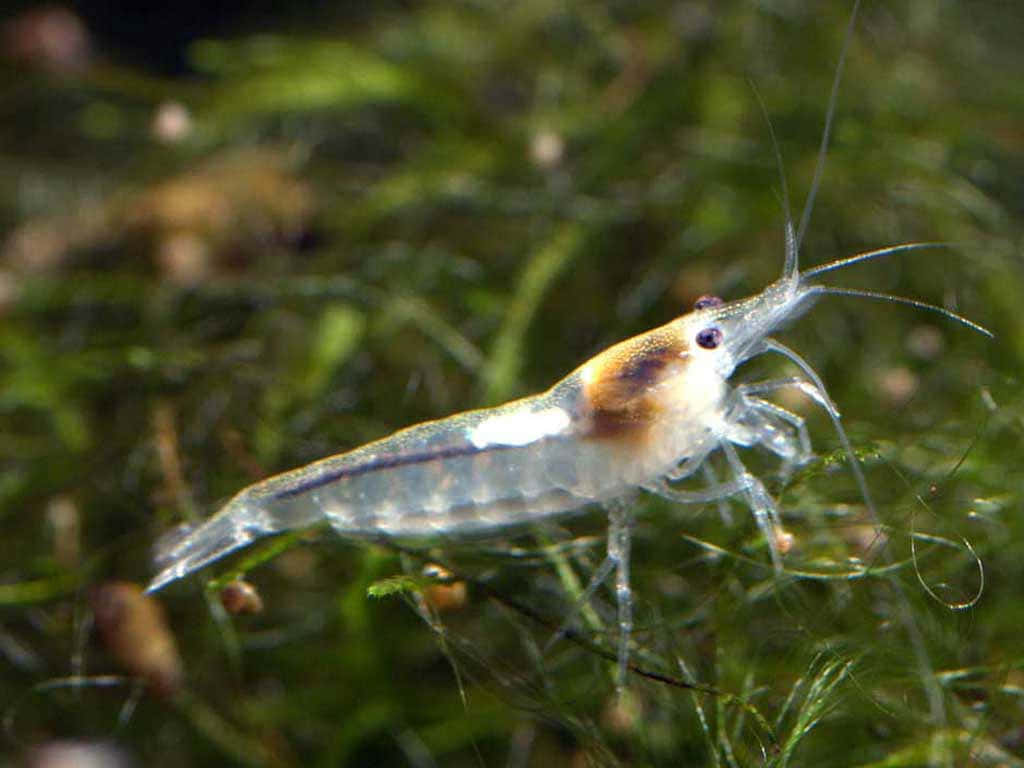 Cleaner_ Shrimp_in_ Aquatic_ Environment.jpg Wallpaper