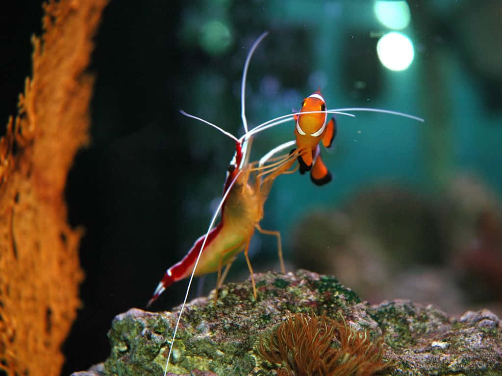 Cleaner_ Shrimp_in_ Aquatic_ Habitat.jpg Wallpaper