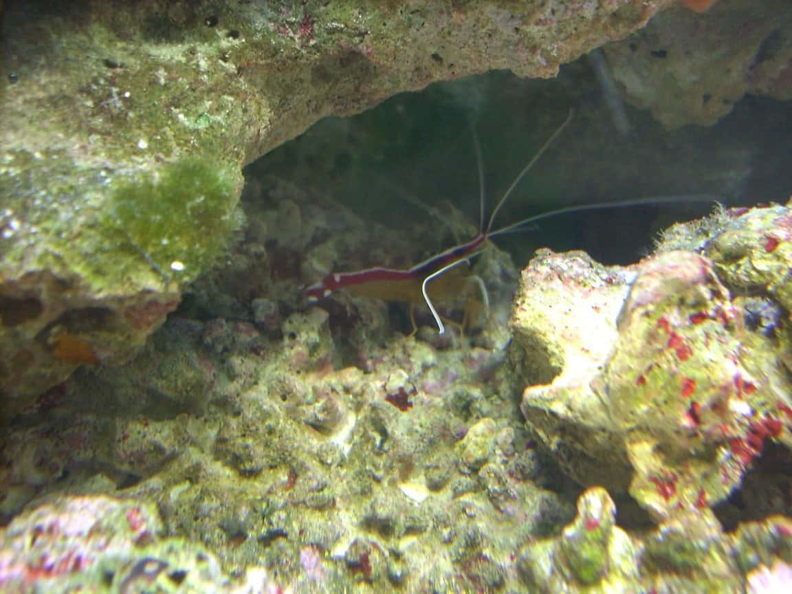 Cleaner_ Shrimp_in_ Aquatic_ Habitat.jpg Wallpaper