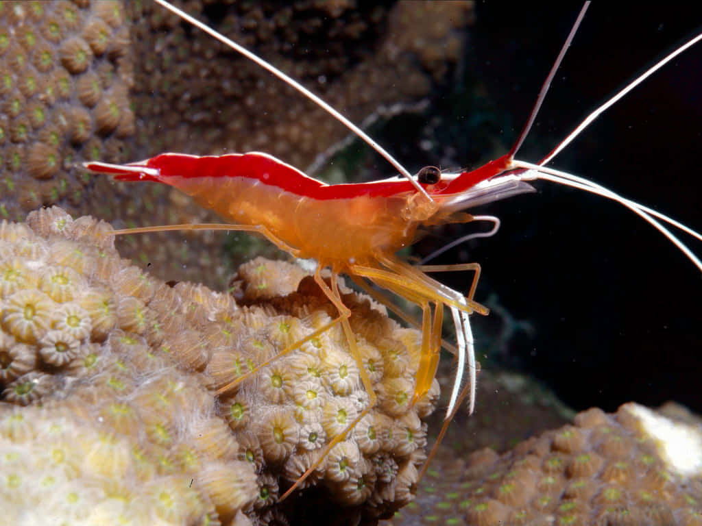 Cleaner_ Shrimp_on_ Coral Wallpaper