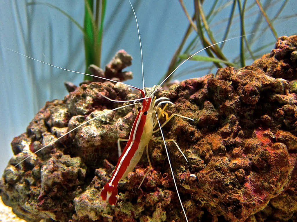 Cleaner_ Shrimp_on_ Coral_ Rock.jpg Wallpaper