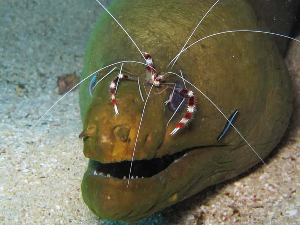 Cleaner_ Shrimp_on_ Moray_ Eel Wallpaper