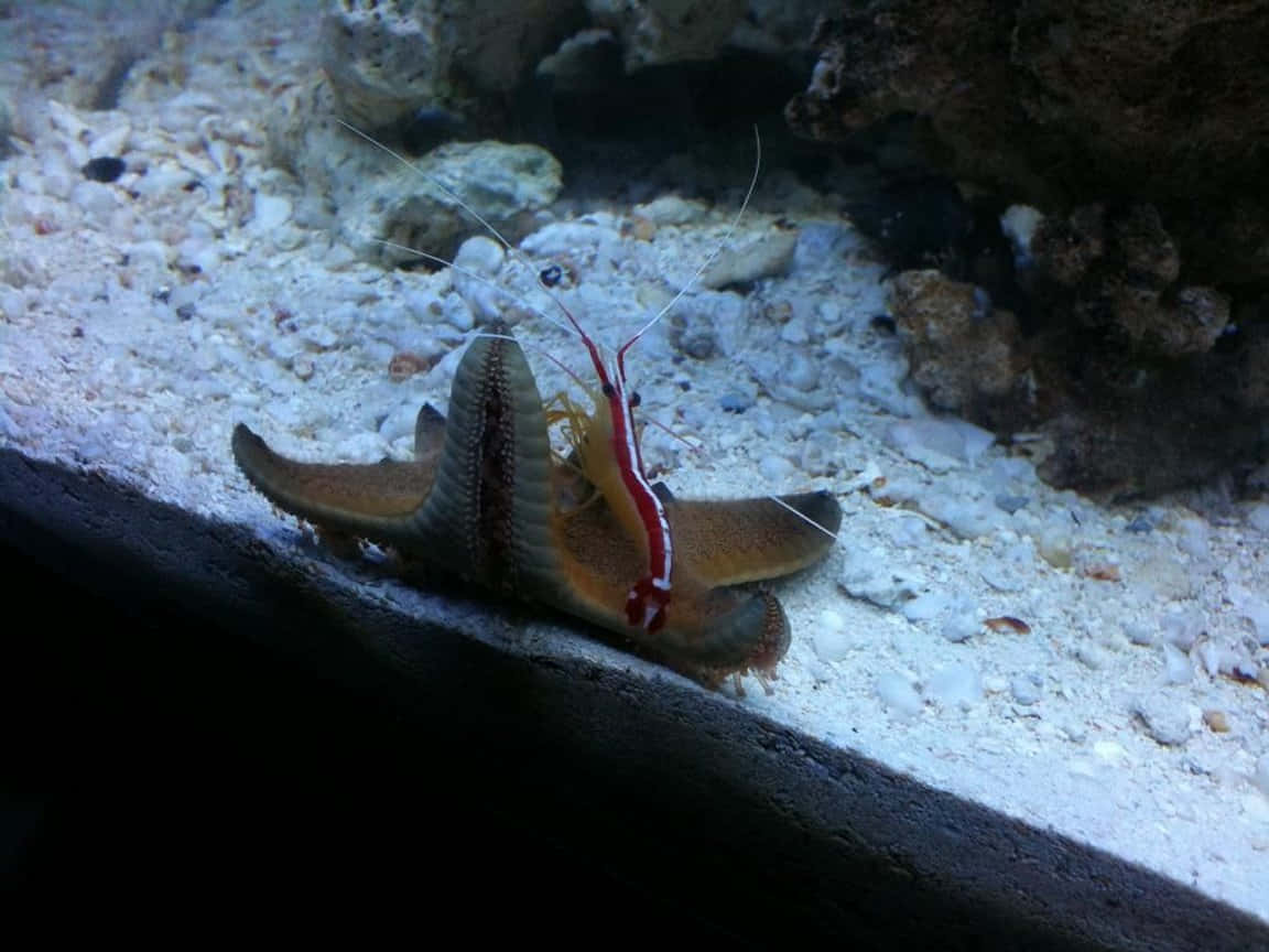 Cleaner_ Shrimp_on_ Starfish_ Aquarium_ Scene.jpg Wallpaper