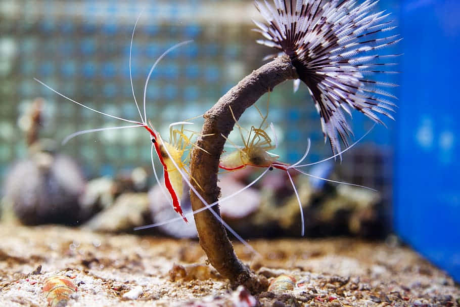 Cleaner_ Shrimp_with_ Sea_ Urchin.jpg Wallpaper