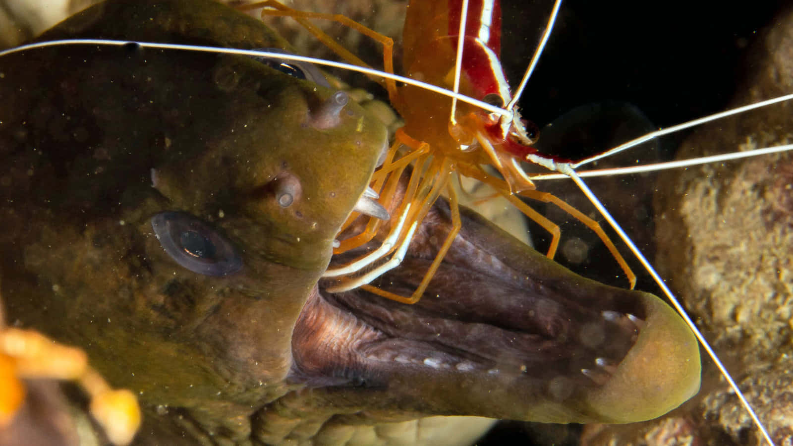 Cleaner_ Shrimp_ Working_on_ Moray_ Eel.jpg Wallpaper