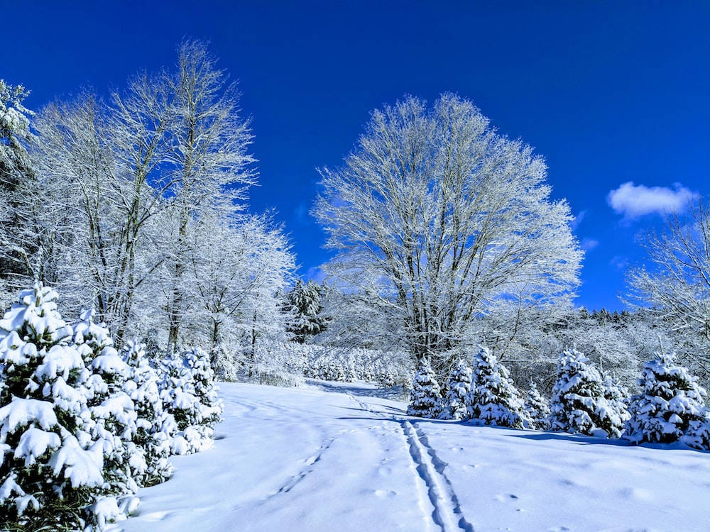 Clear Blue Skies Winter Scenery Wallpaper